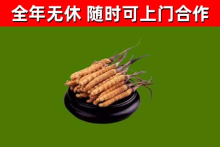 平鲁回收散虫草